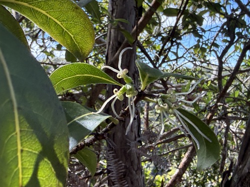 Coprosma waimeae observed 2025-11-18