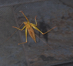 Austrosalomona destructor