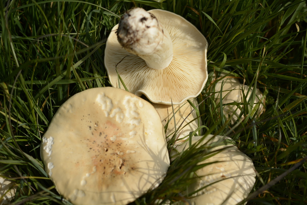 Calocybe gambosa · April 2026 · photo: © cryptomarasmius (iNaturalist, cc-by)