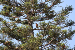 Turdus migratorius