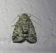 Blenina lichenopa