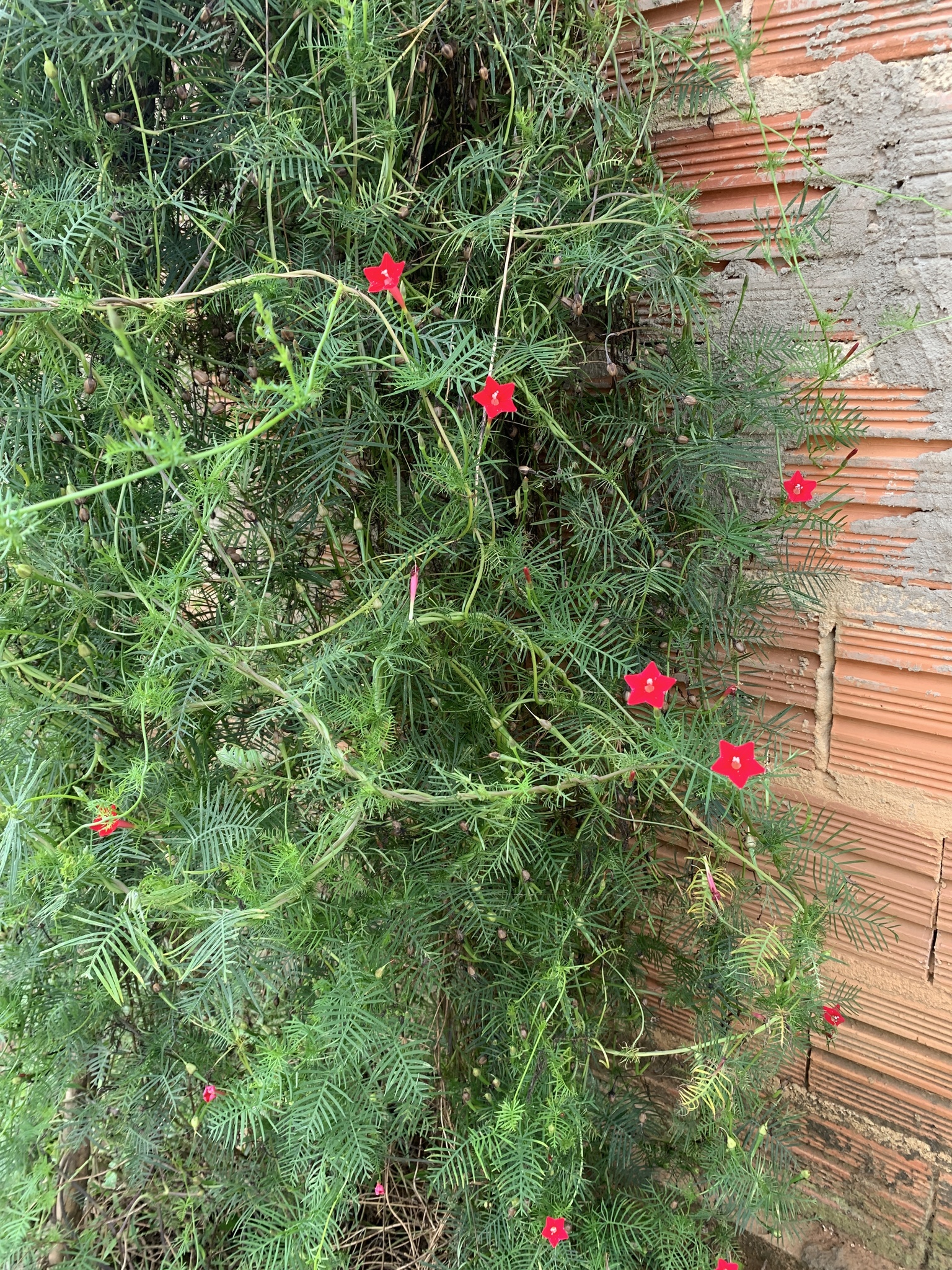 Ipomoea quamoclit