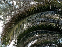 Arecaceae