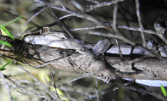 Toropuku inexpectatus