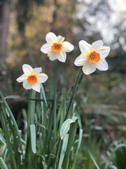 Narcissus poeticus