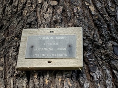 Cedrus deodara