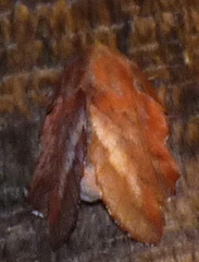 Phyllodesma americana