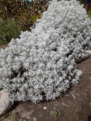 Senecio leucostachys