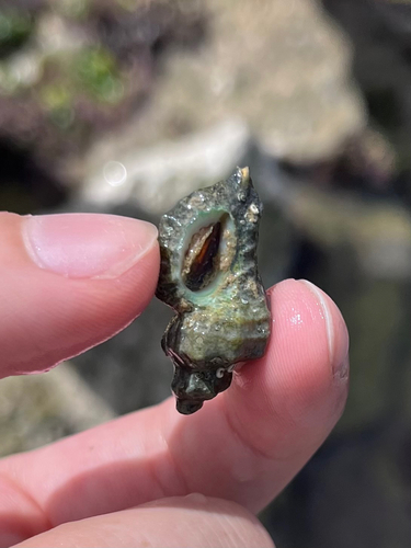 Ocenebra erinaceus