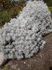 Senecio leucostachys