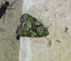 Blenina viridata