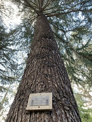 Cedrus deodara