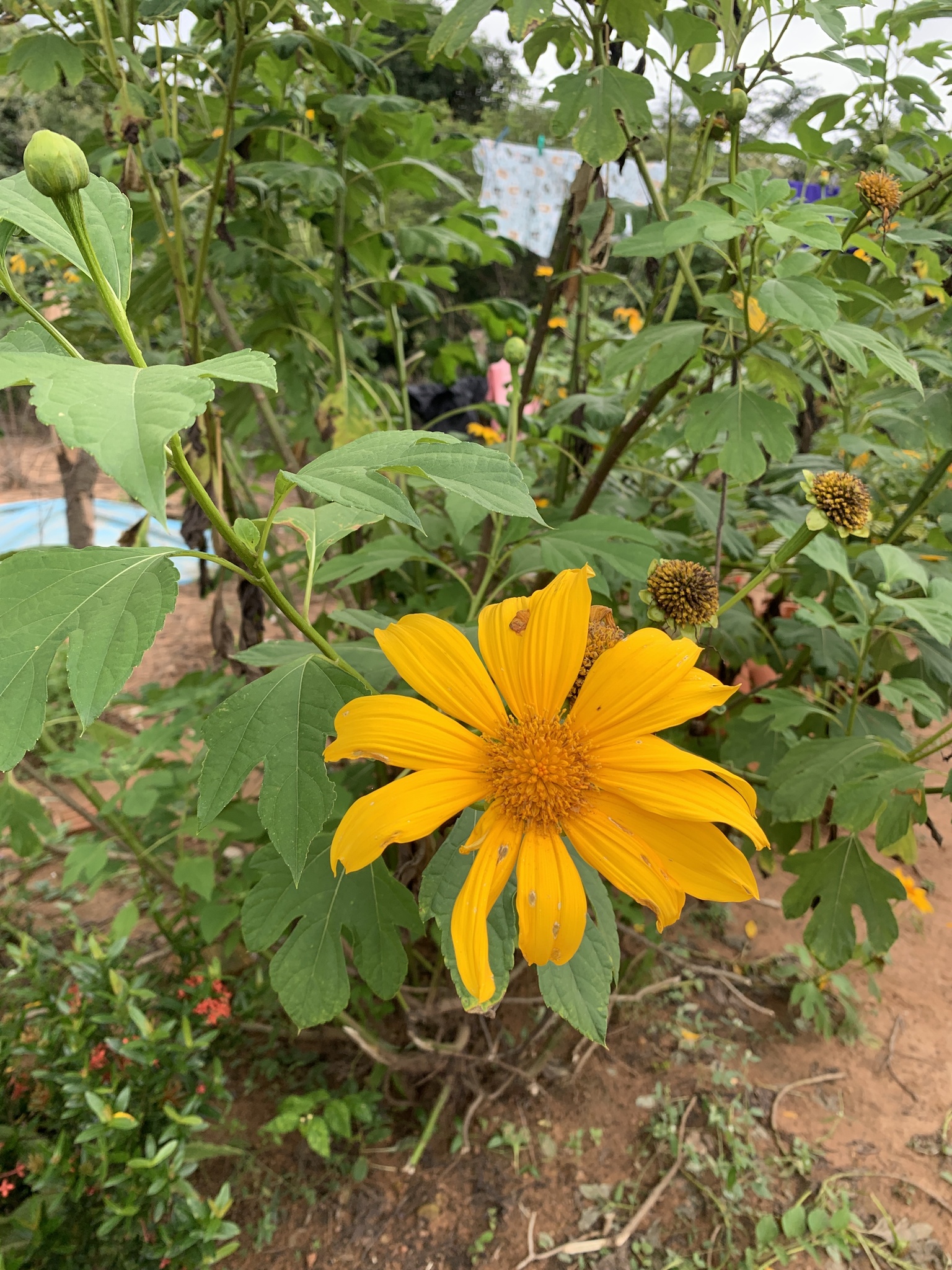 Tithonia diversifolia