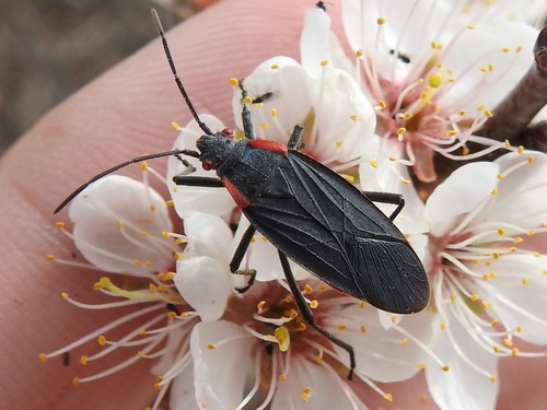 Red-shouldered Bug photo 5