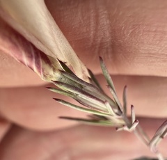 Linanthus dichotomus