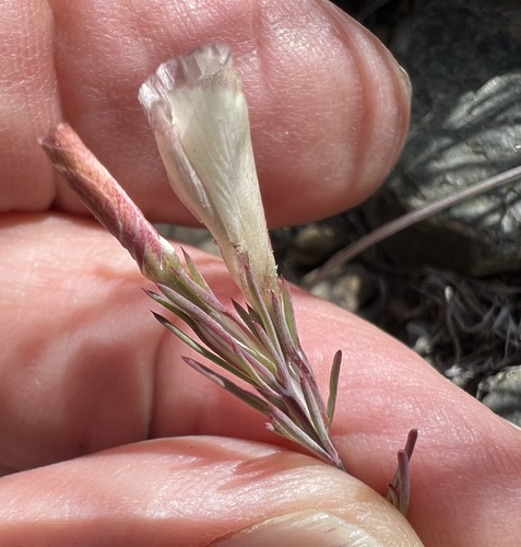 Linanthus dichotomus, photograph 1