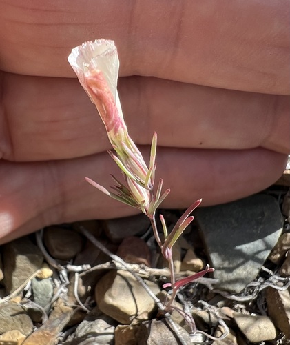 Linanthus dichotomus, photograph 2