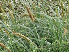Carex crus-corvi