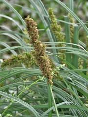 Carex crus-corvi