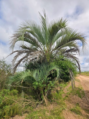 yatay palm