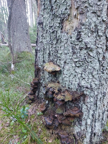 Inonotus leporinus, 2026-04-21