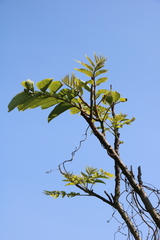 Zanthoxylum ailanthoides ailanthoides