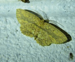 Borbacha euchrysa