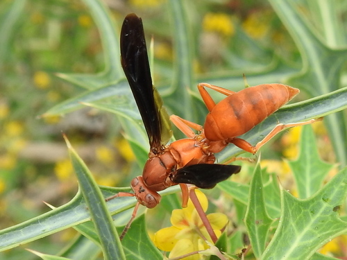 Fine-backed Red Paper Wasp photo 4
