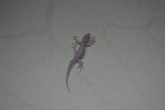 Hemidactylus platyurus