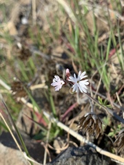 Lithophragma parviflorum