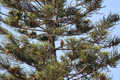 Turdus migratorius