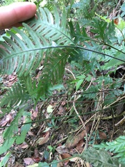 Pteris grevilleana