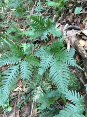 Pteris grevilleana
