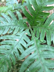 Pteris grevilleana