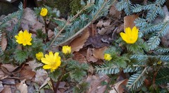 Adonis amurensis