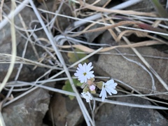 Lithophragma parviflorum