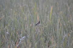 Lonchura leucogastroides