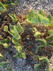 Aristolochia monticola