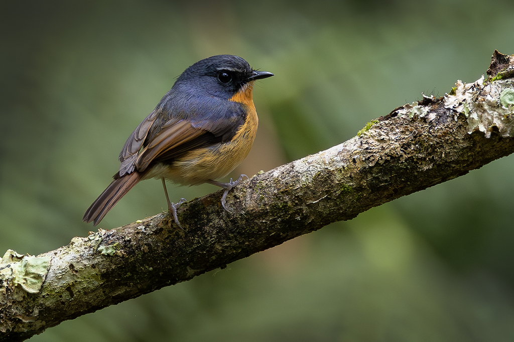 Bundok Flycatcher (Ficedula luzoniensis)