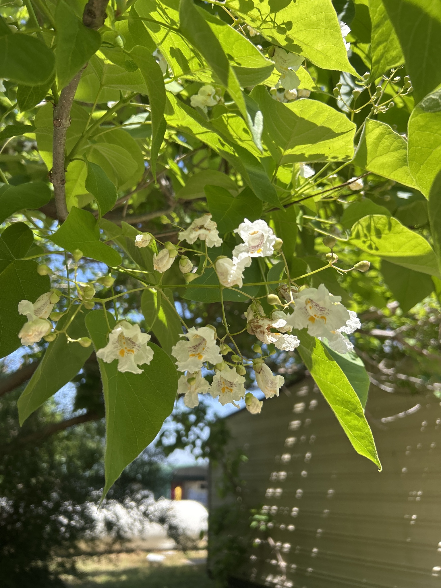 Imagem de catalpa