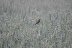 Lonchura leucogastroides