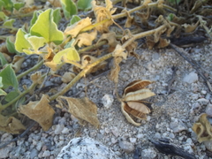 Aristolochia monticola