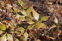 Rhododendron carolinianum