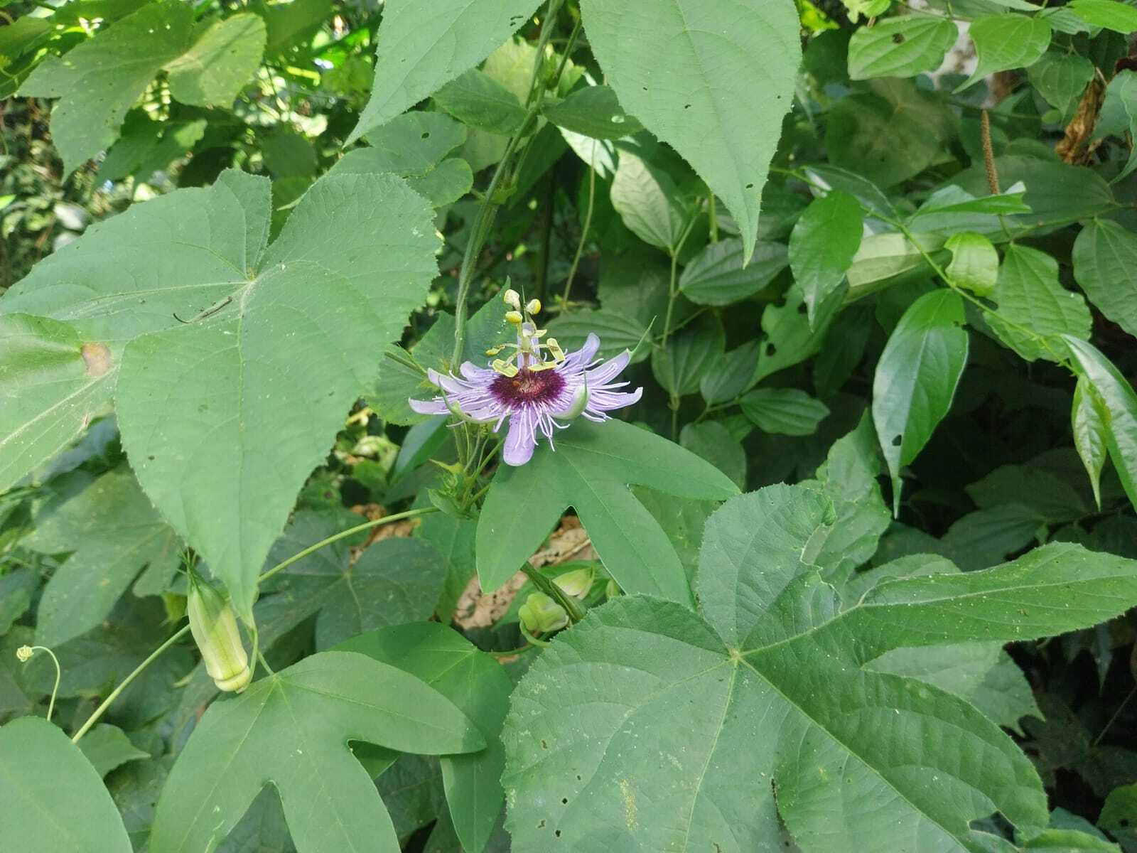 Passiflora amethystina