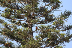 Turdus migratorius
