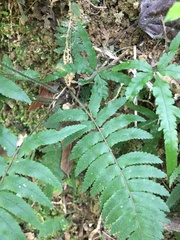 Microlepia