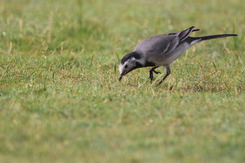 White Wagtail