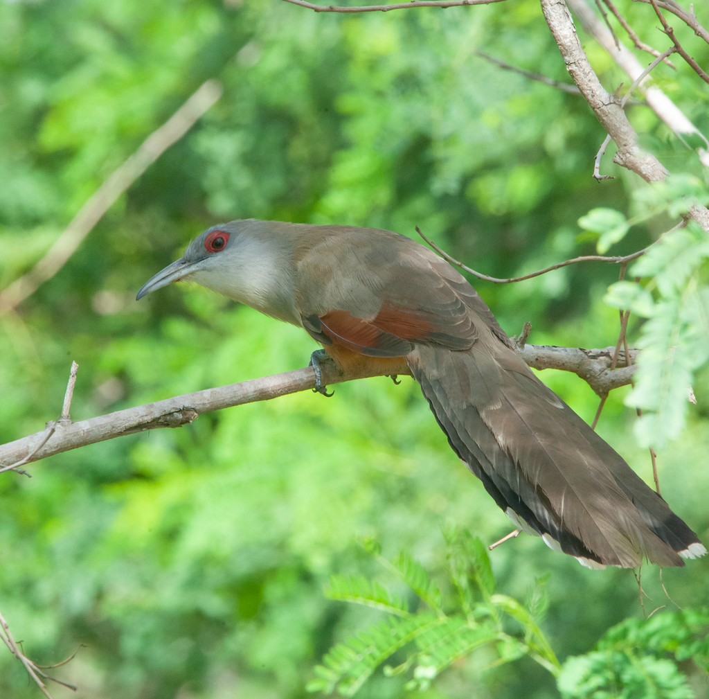 Great Lizard-Cuckoo photo