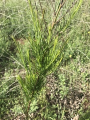 Baccharis malibuensis