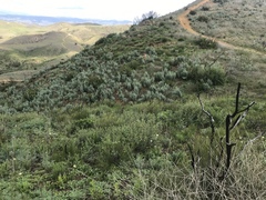 Astragalus brauntonii